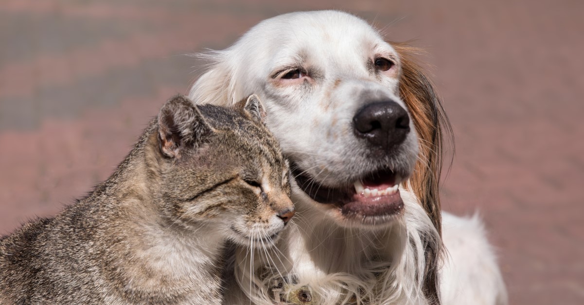 Special Needs of Senior Dogs and Cats